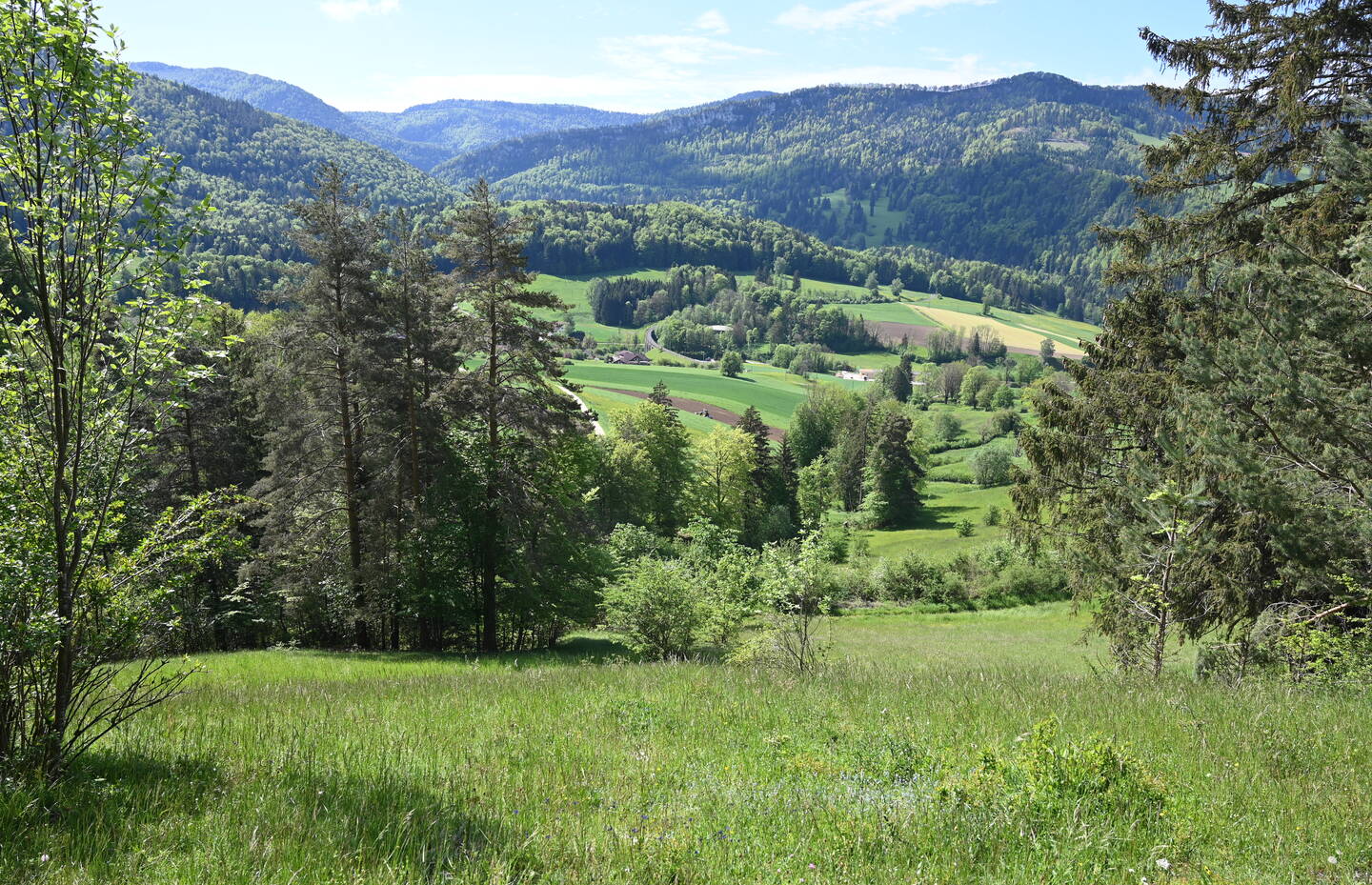 Paysage de prairie